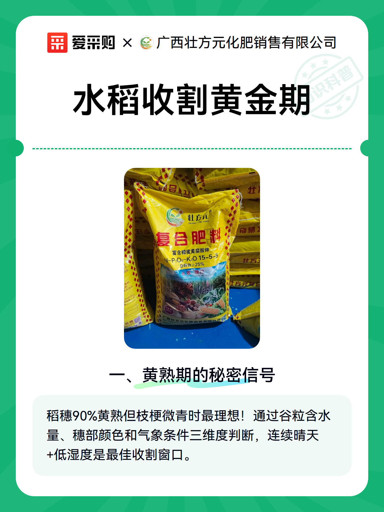 水稻收割黄金期（图2）