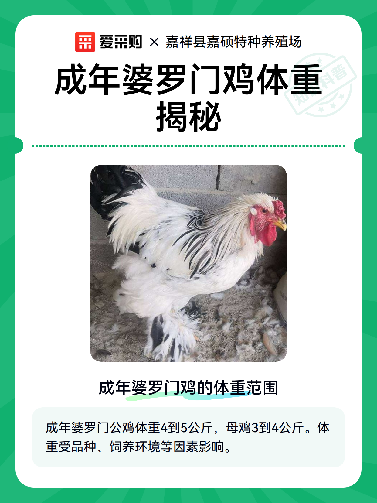 成年婆罗门鸡体重揭秘（图2）