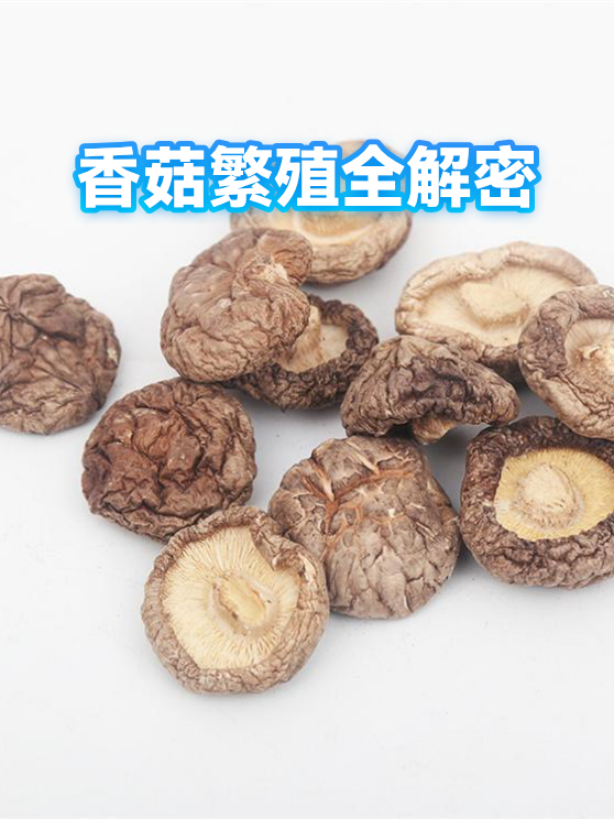 香菇繁殖全解密（图1）