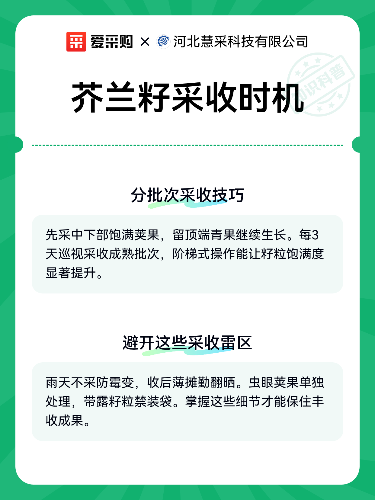 芥兰籽采收时机（图2）