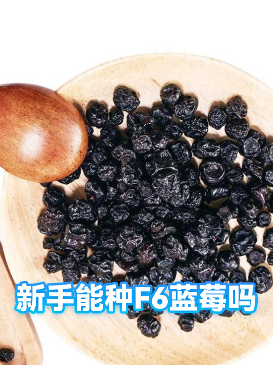 新手能种F6蓝莓吗（图1）