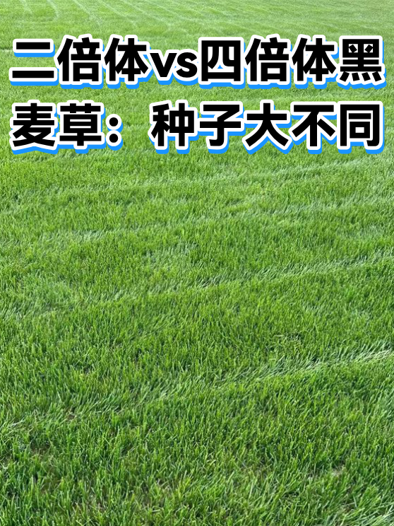 二倍体vs四倍体黑麦草：种子大不同（图1）