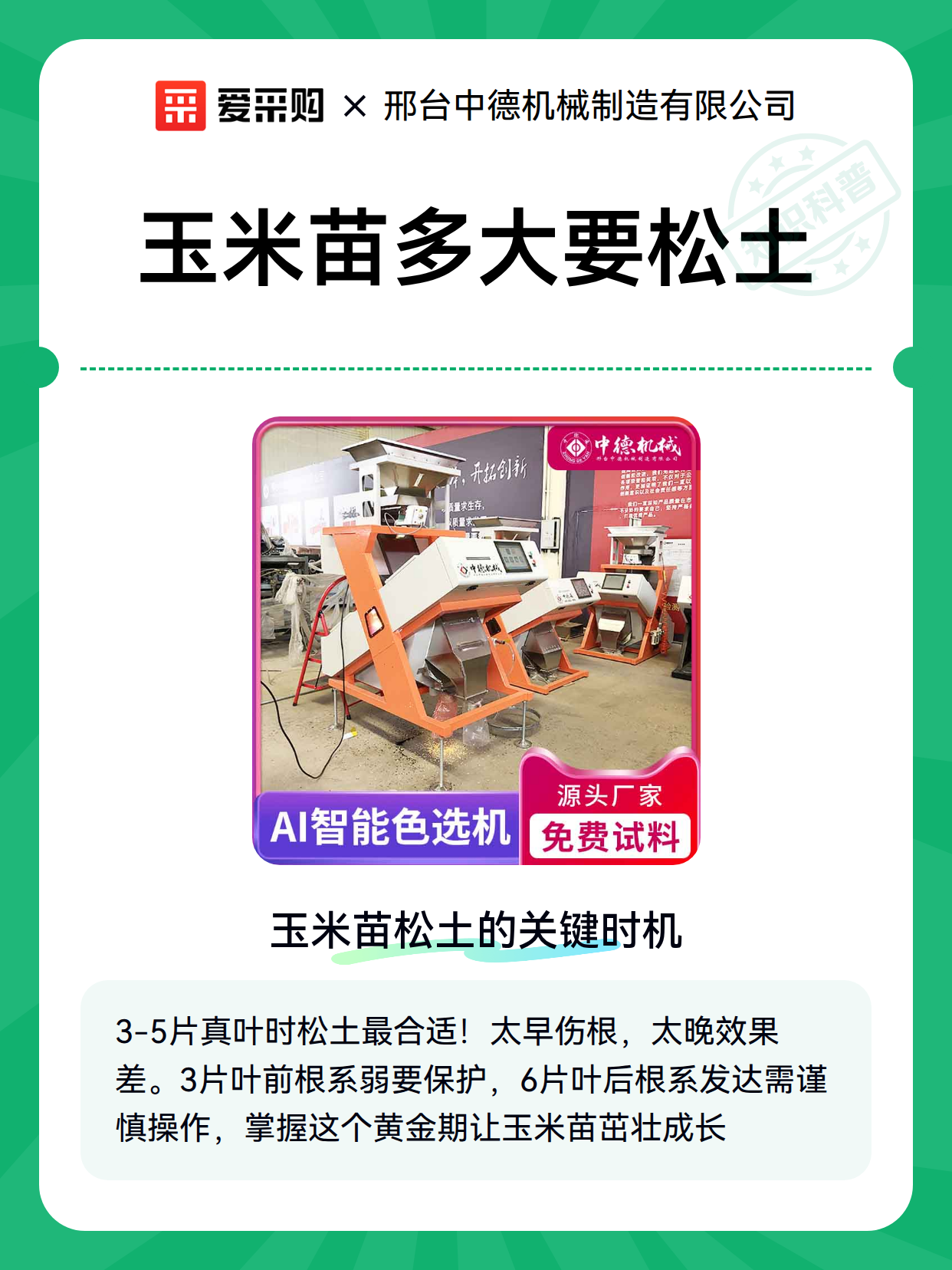 玉米苗多大要松土（图2）
