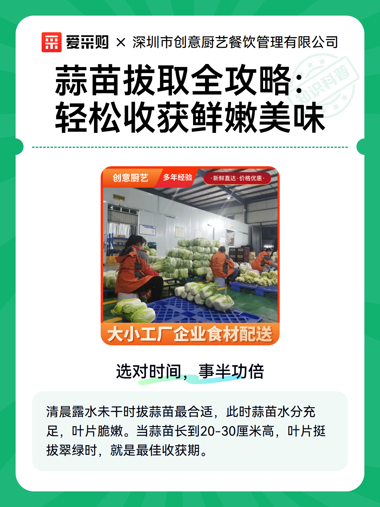 蒜苗拔取全攻略：轻松收获鲜嫩美味（图1）