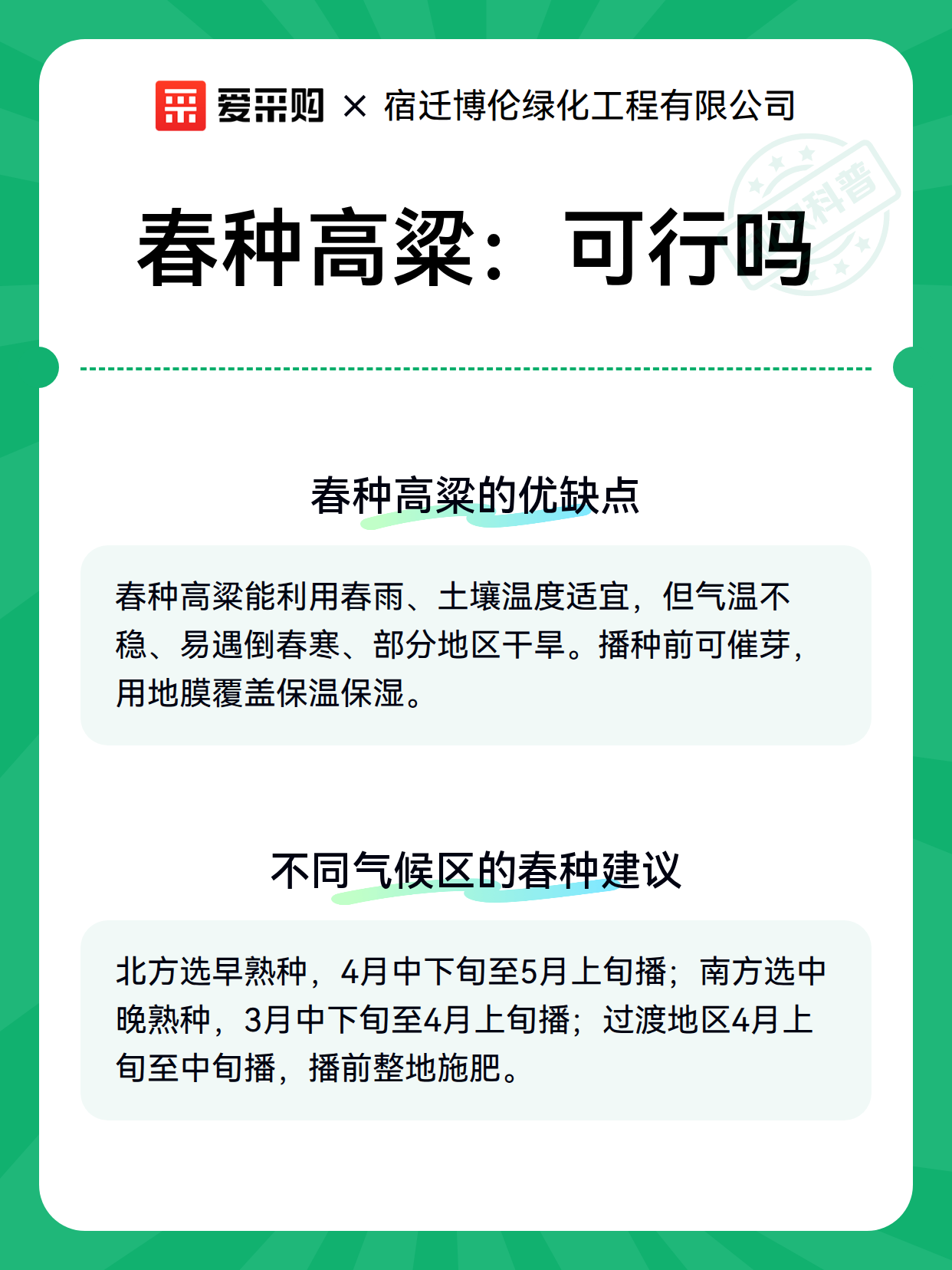 春种高粱：可行吗（图3）