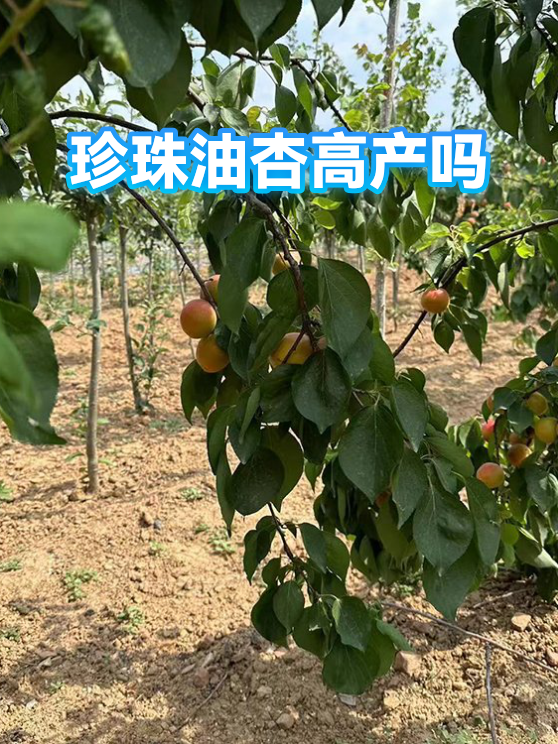 珍珠油杏高产吗（图1）