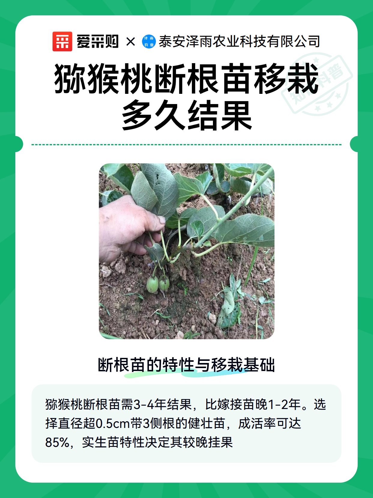 猕猴桃断根苗移栽多久结果（图2）