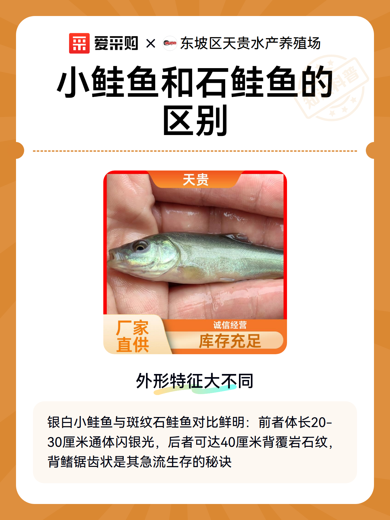 小鲑鱼和石鲑鱼的区别（图2）