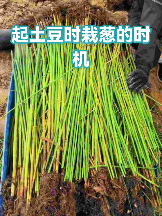 起土豆时栽葱的时机（图1）