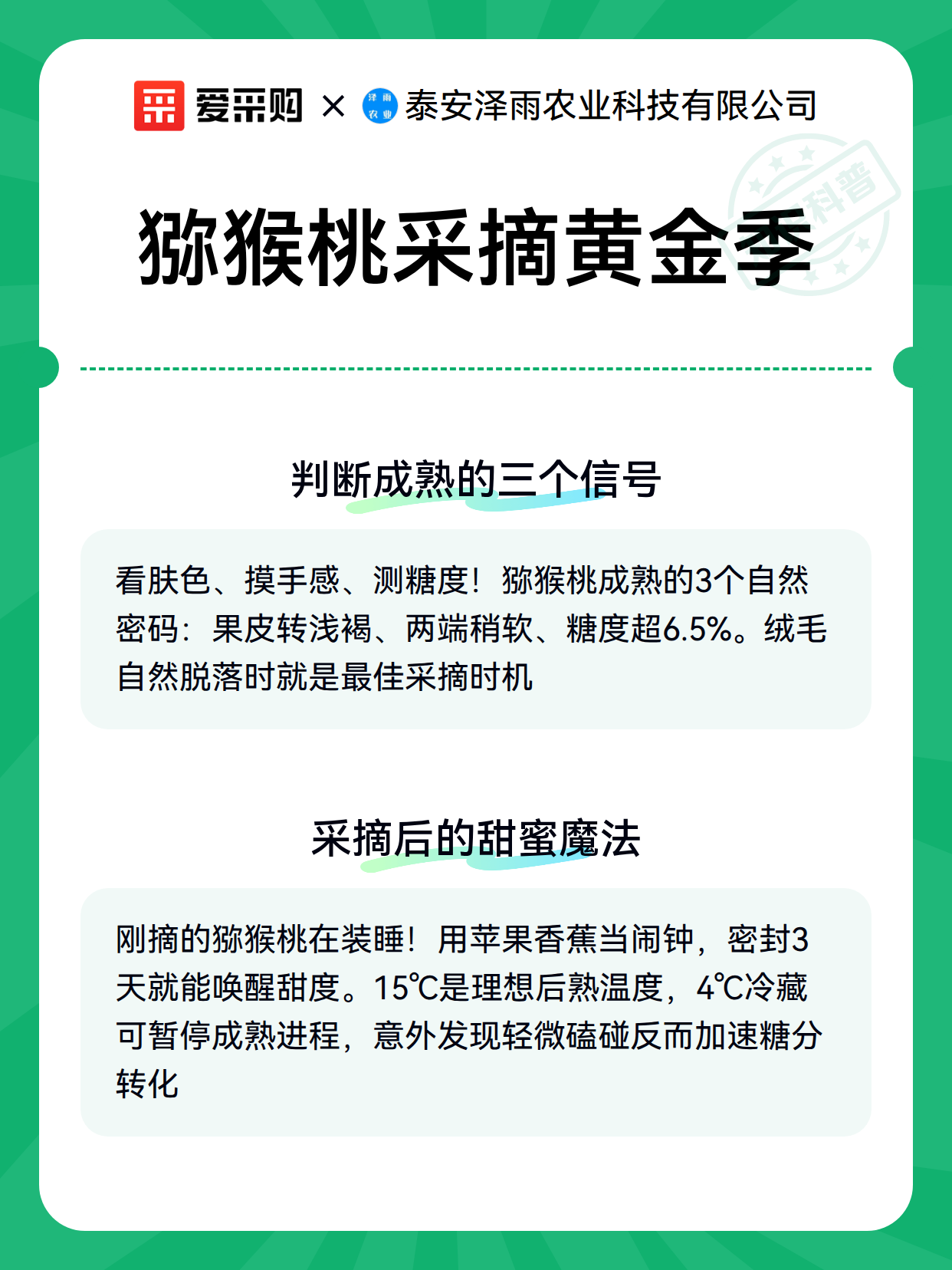 猕猴桃采摘黄金季（图3）
