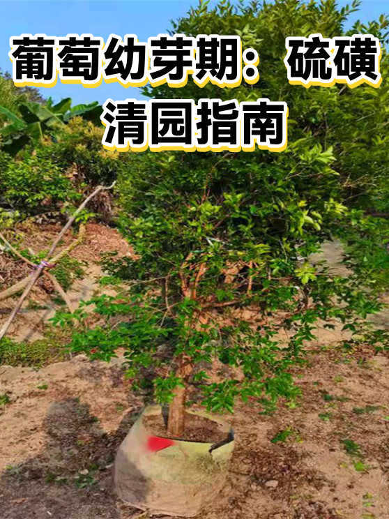 葡萄幼芽期：硫磺清园指南（图1）