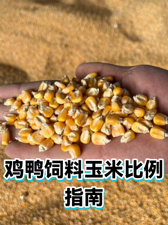 鸡鸭饲料玉米比例指南（图1）