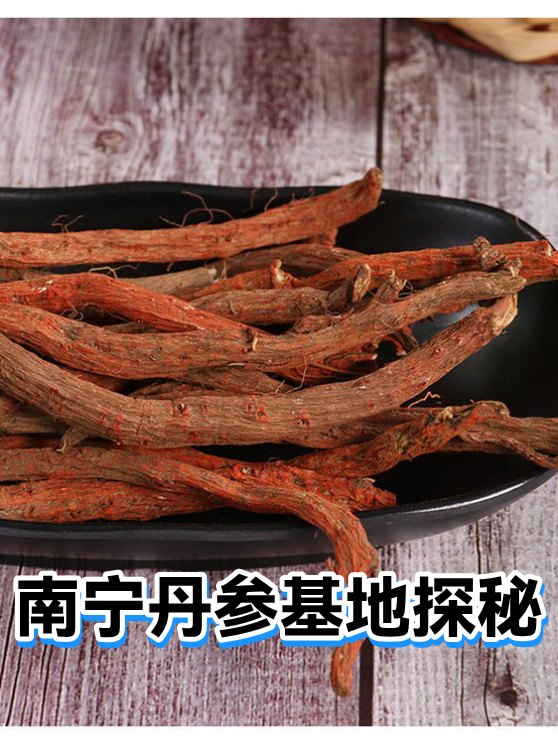 南宁丹参基地探秘（图1）