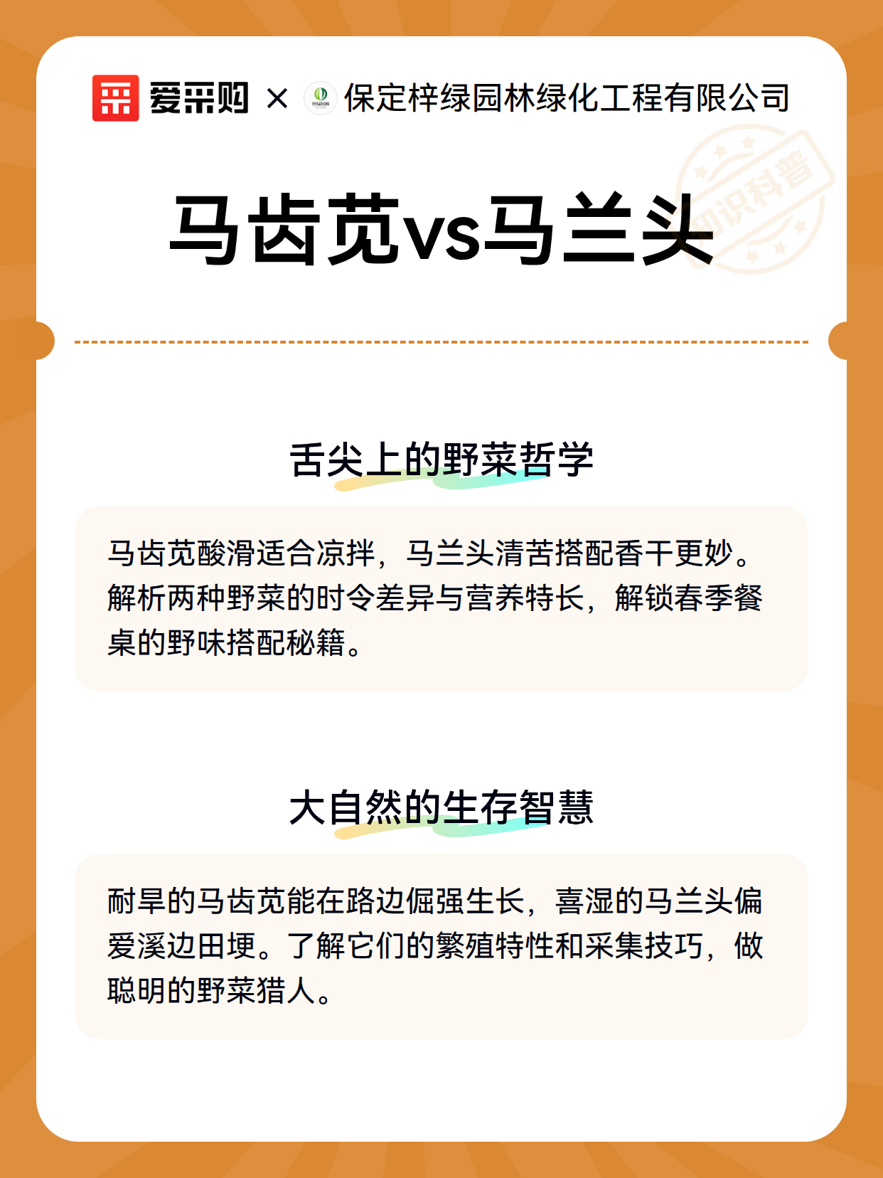 马齿苋vs马兰头（图3）