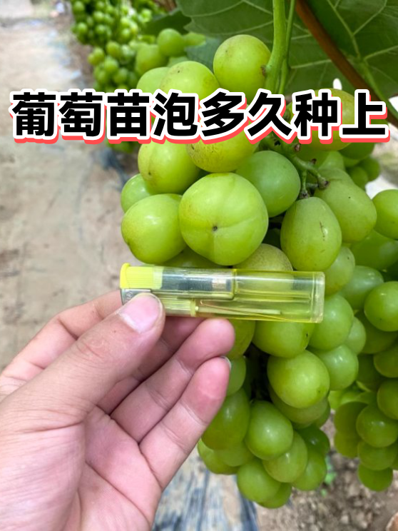 葡萄苗泡多久种上（图1）