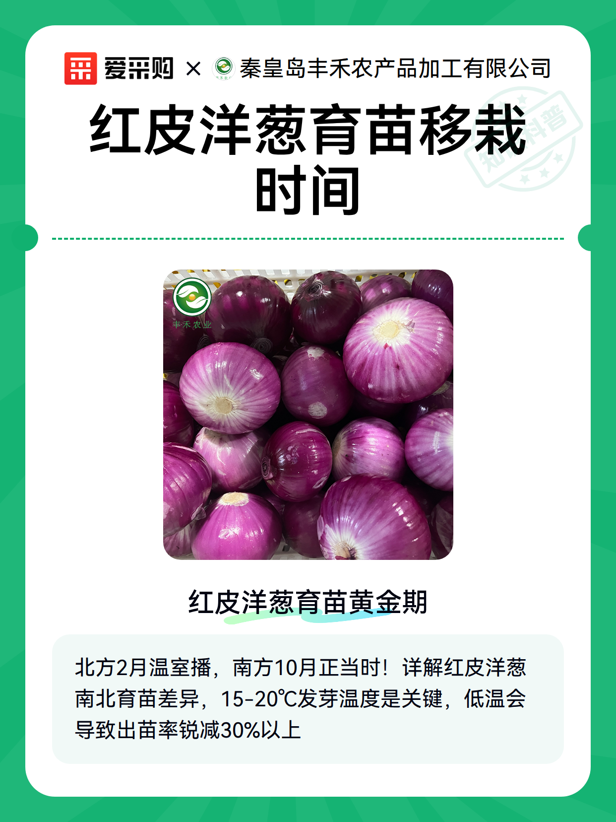 红皮洋葱育苗移栽时间（图2）