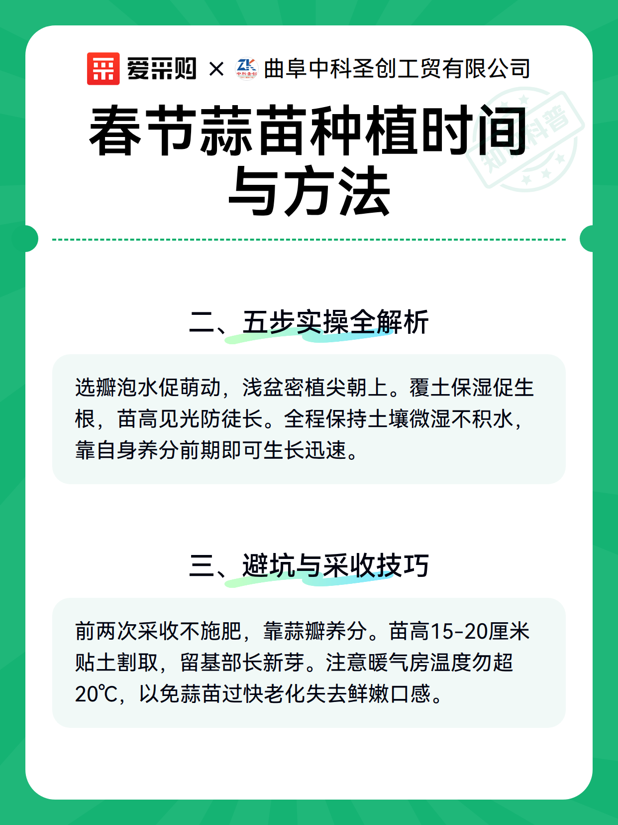春节蒜苗种植时间与方法（图2）