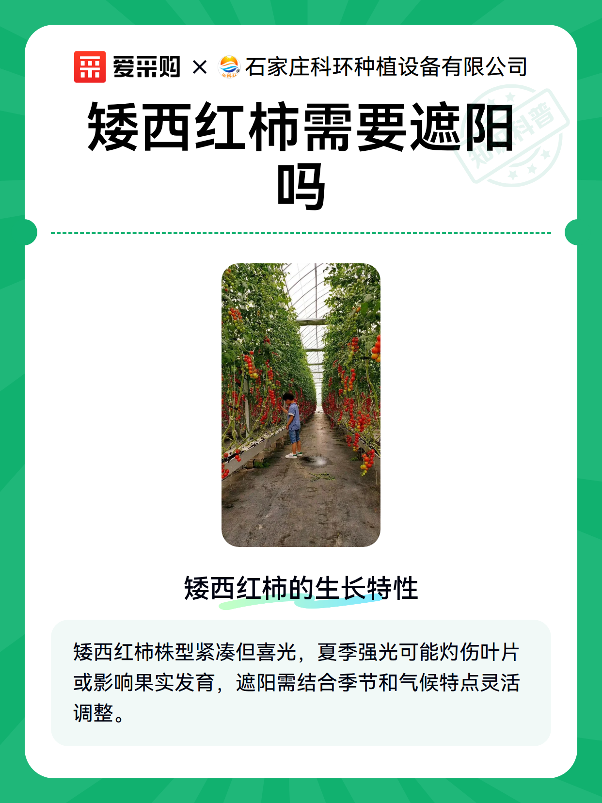矮西红柿需要遮阳吗（图2）