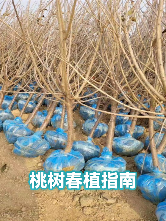 桃树春植指南（图1）