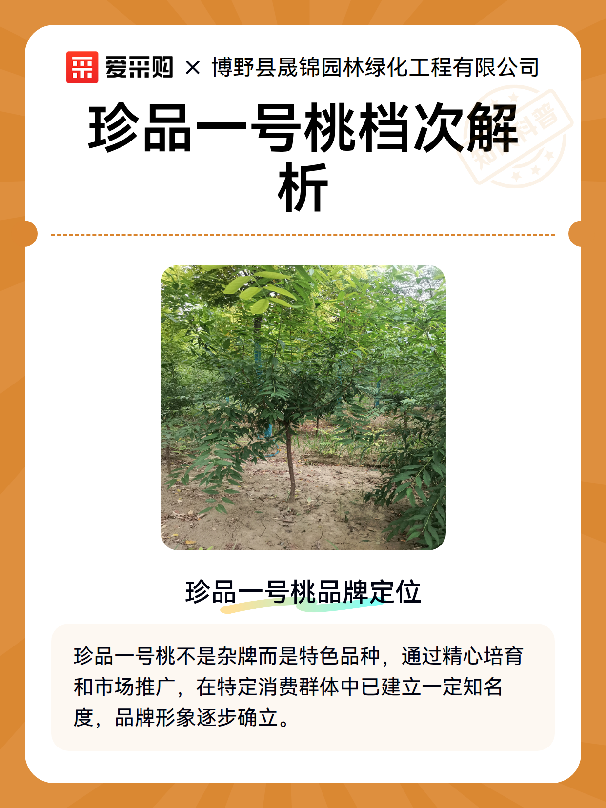 珍品一号桃档次解析（图1）