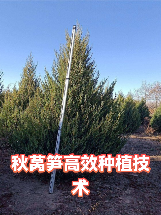 秋莴笋高效种植技术（图1）