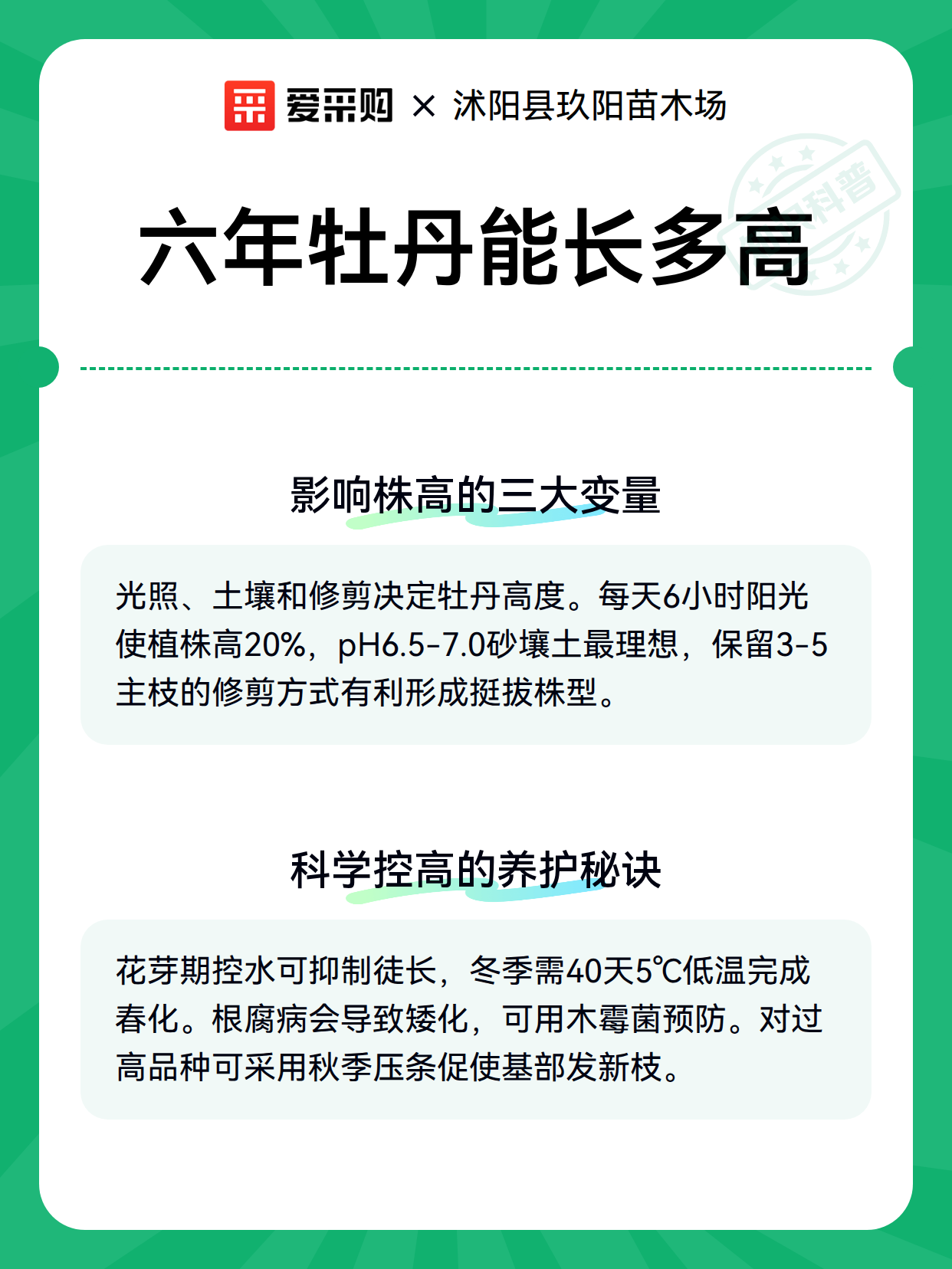 六年牡丹能长多高（图3）