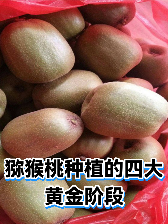 猕猴桃种植的四大黄金阶段（图1）