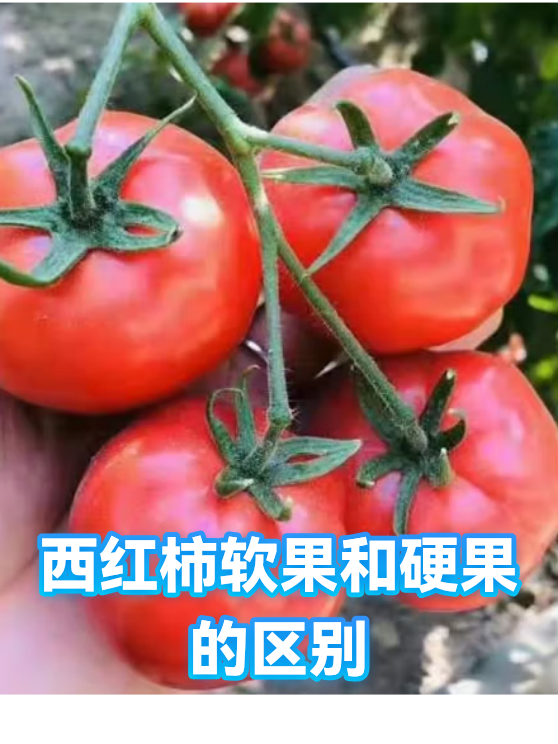 西红柿软果和硬果的区别（图1）
