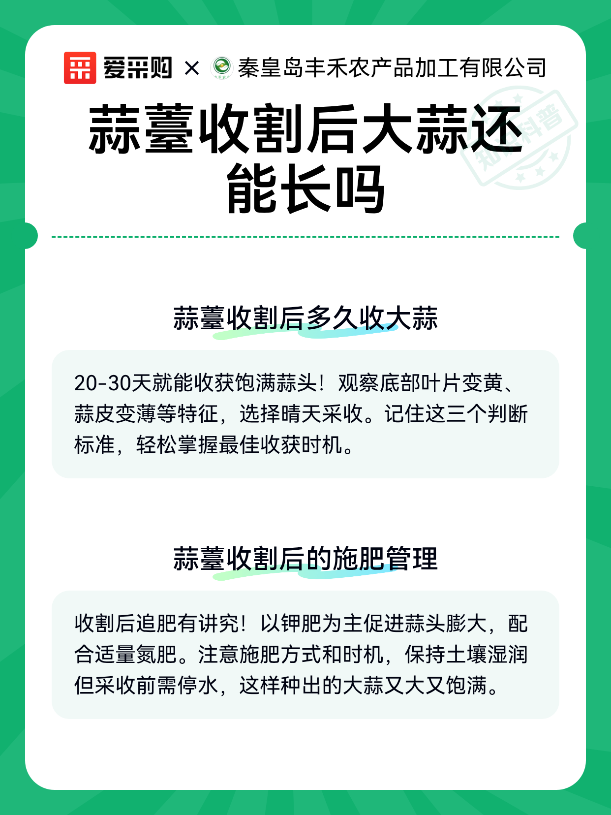 蒜薹收割后大蒜还能长吗（图2）