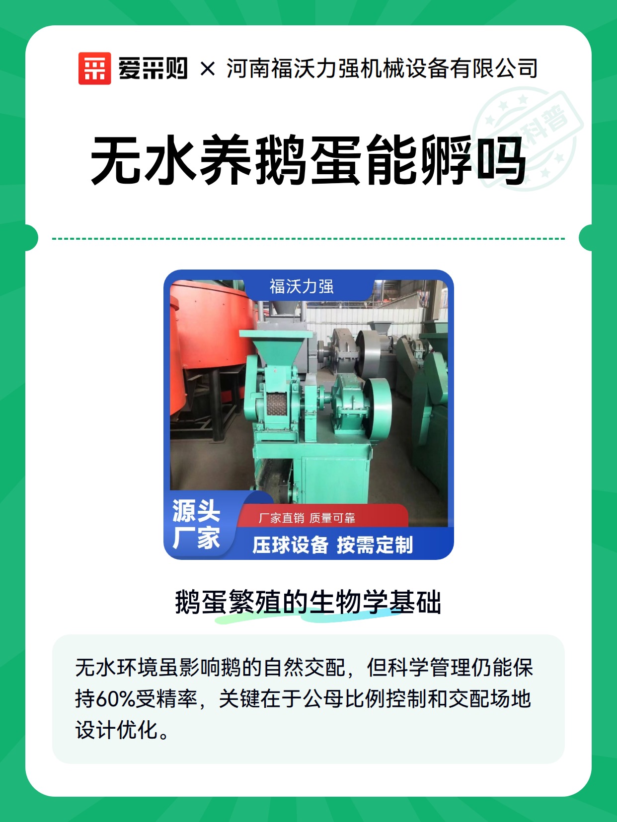 无水养鹅蛋能孵吗（图1）