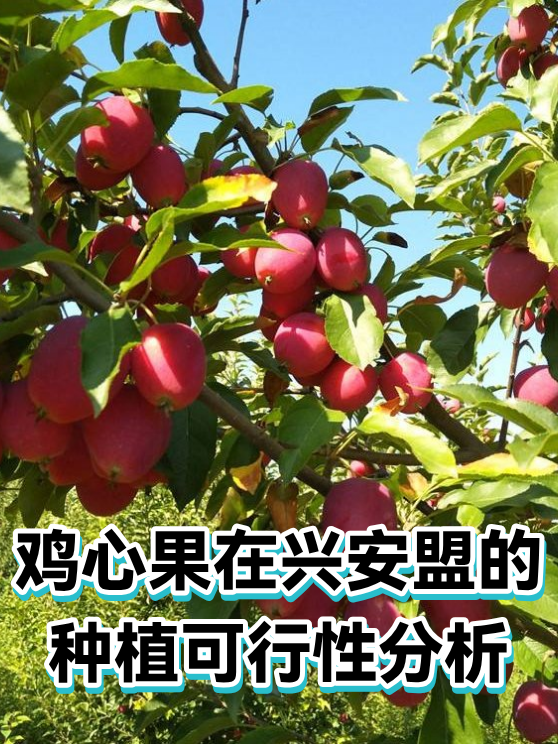 鸡心果在兴安盟的种植可行性分析（图1）