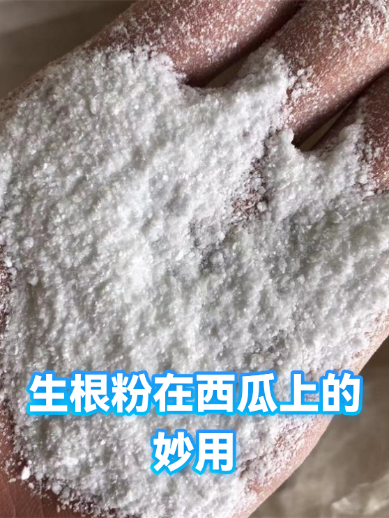 生根粉在西瓜上的妙用（图1）
