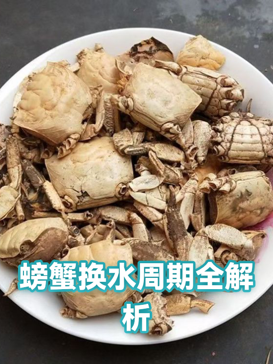 螃蟹换水周期全解析（图1）