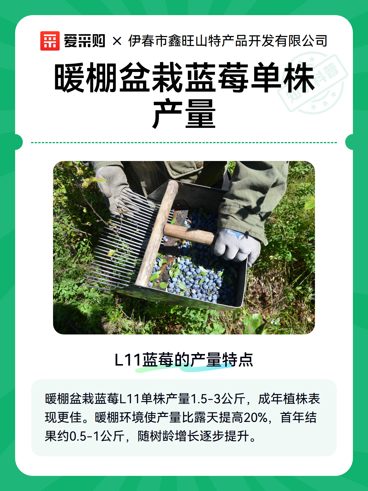 暖棚盆栽蓝莓单株产量（图2）