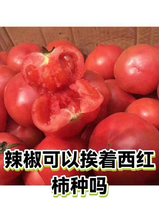 辣椒可以挨着西红柿种吗（图1）