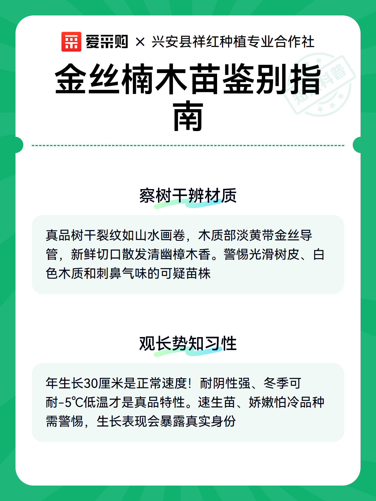 金丝楠木苗鉴别指南（图3）