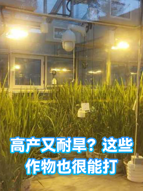 高产又耐旱？这些作物也很能打（图1）