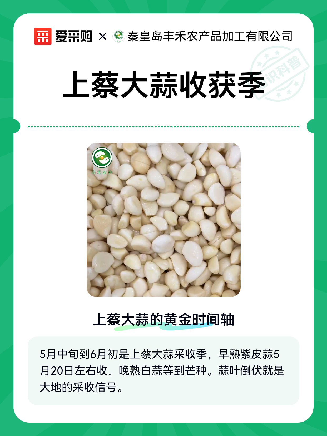 上蔡大蒜收获季（图1）