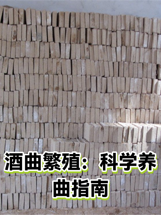 酒曲繁殖：科学养曲指南（图1）