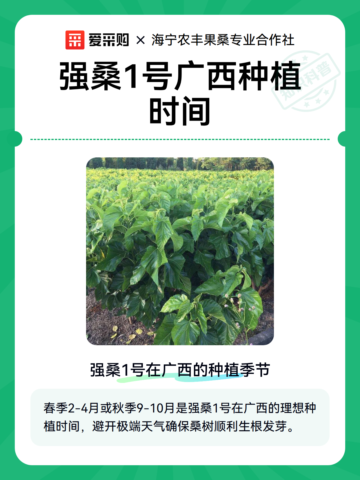 强桑1号广西种植时间（图1）