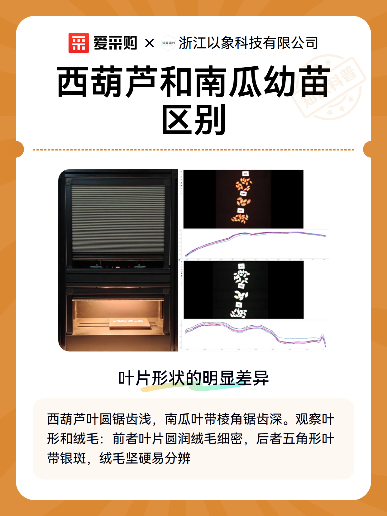 西葫芦和南瓜幼苗区别（图2）