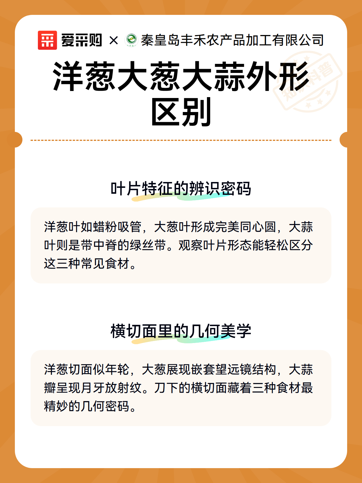 洋葱大葱大蒜外形区别（图3）