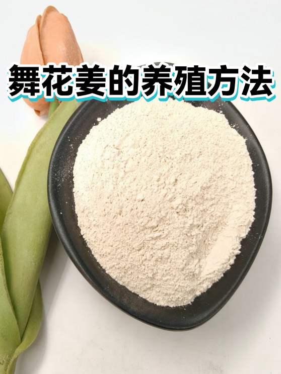 舞花姜的养殖方法（图1）