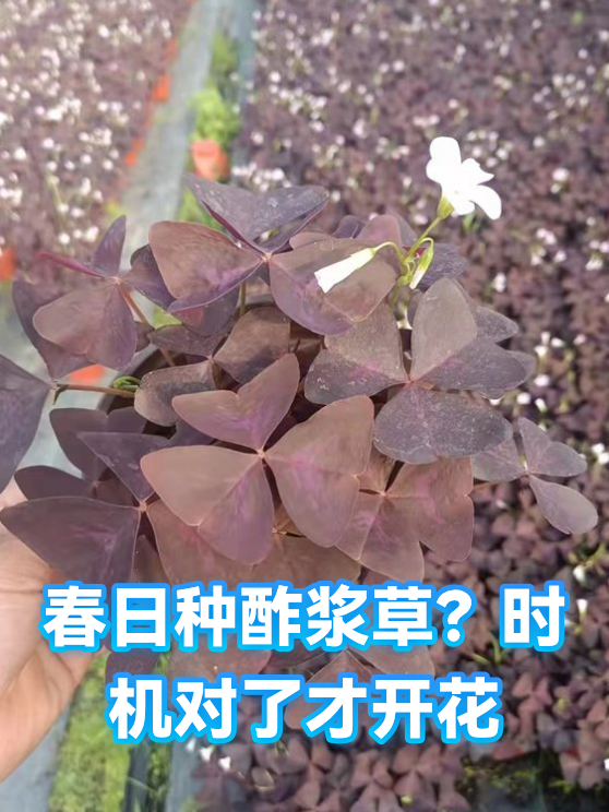 春日种酢浆草？时机对了才开花（图1）