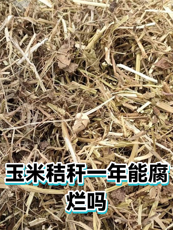 玉米秸秆一年能腐烂吗（图1）