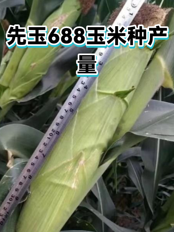 先玉688玉米种产量（图1）