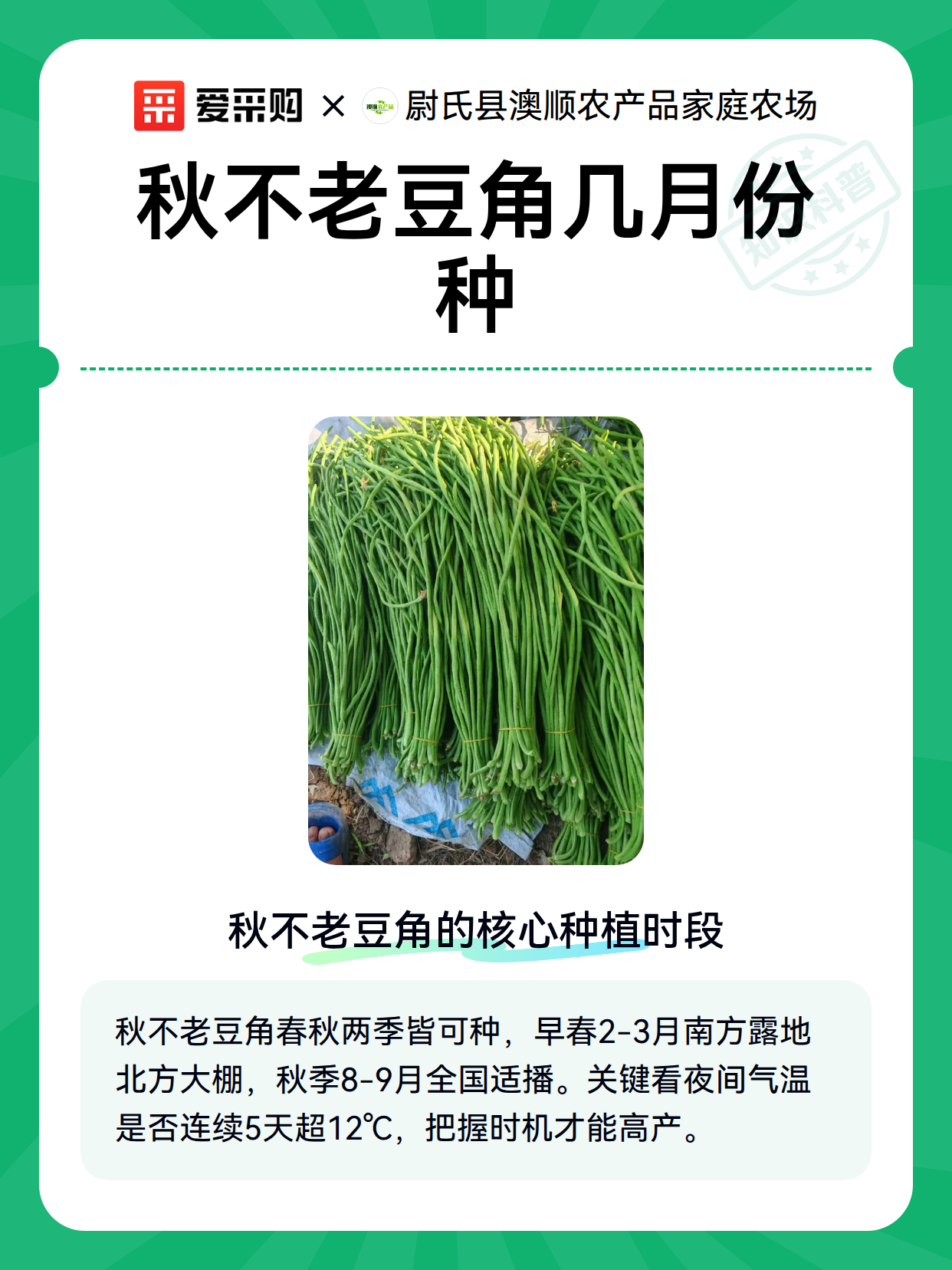 秋不老豆角几月份种（图2）