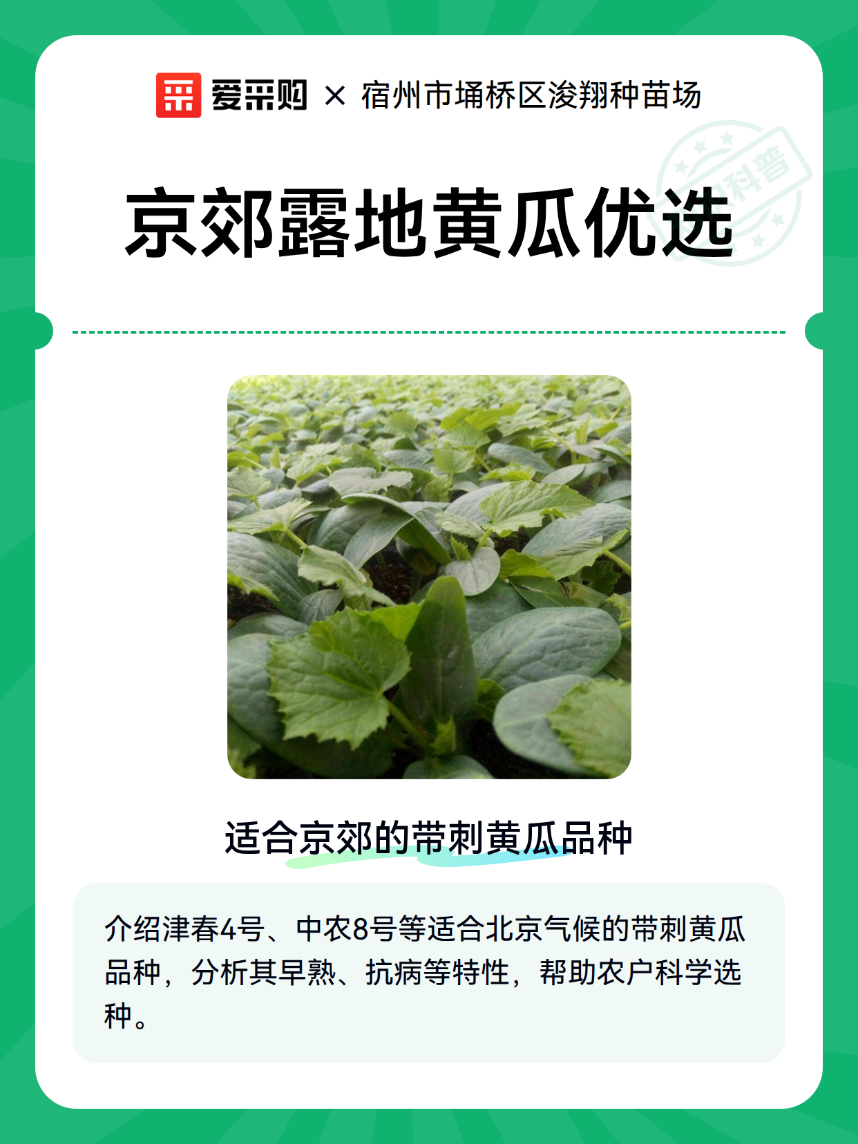 京郊露地黄瓜优选（图2）