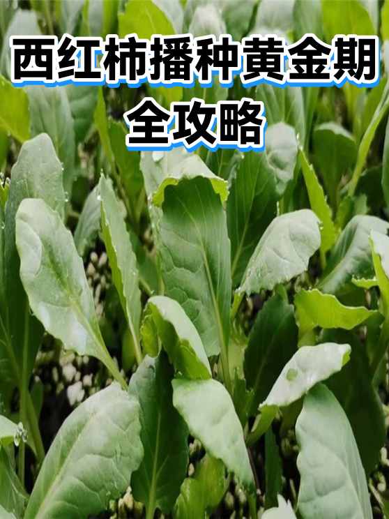 西红柿播种黄金期全攻略（图1）