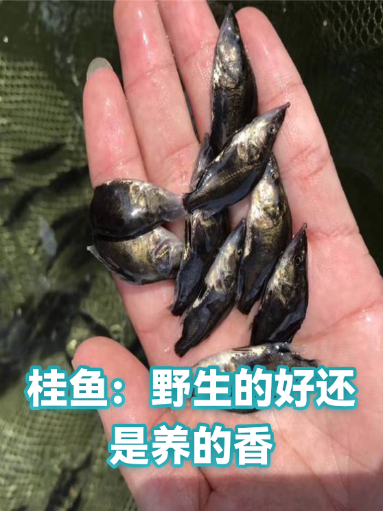 桂鱼：野生的好还是养的香（图1）